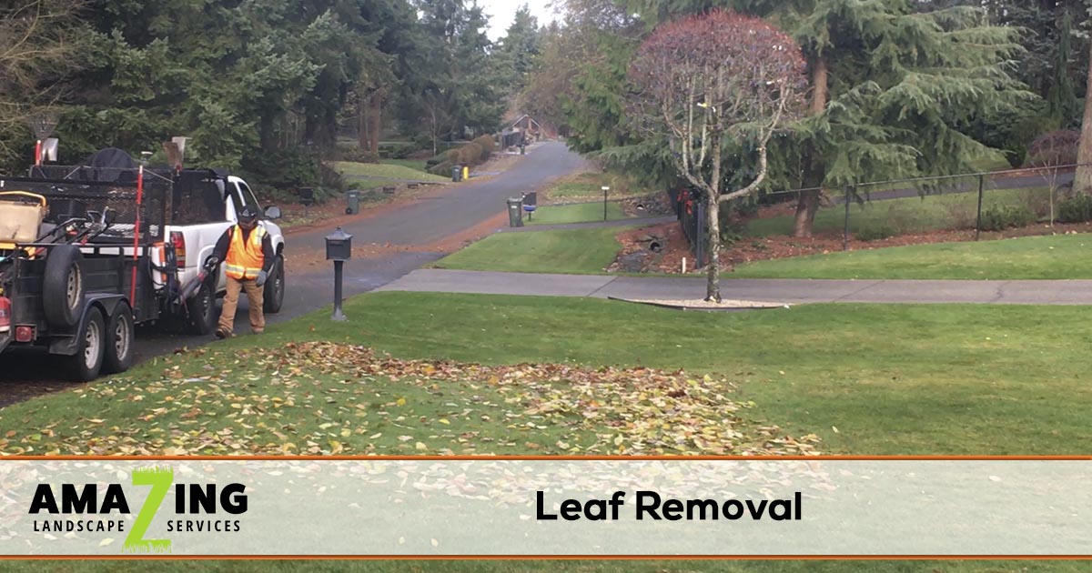 Leaf Removal Services | Amazing Landscape Maintenance - Leaf Removal Services For Property Maintenance